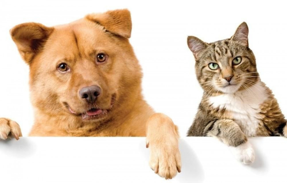 ปริมาณการให้อาหารสัตว์เลี้ยงที่เหมาะสม ช่วยควบคุมน้ำหนักน้องหมา น้องแมว