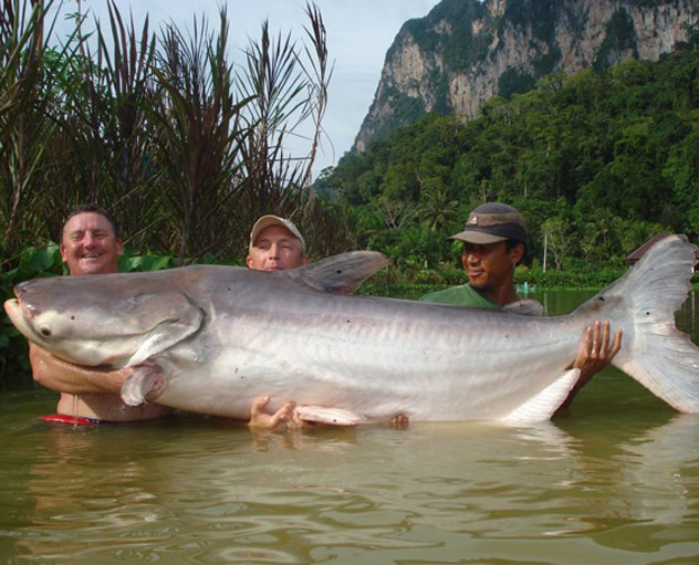 “ปลาบึก” ปลาสายพันธุ์ใหญ่ยักษ์แห่งลุ่มแม่น้ำโขง